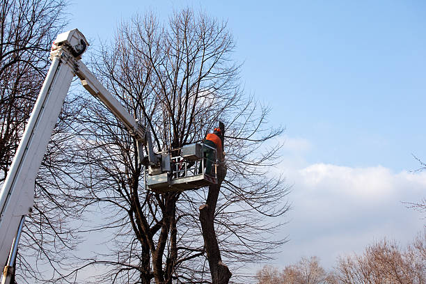 Reliable Pulaski, VA Tree Care Solutions